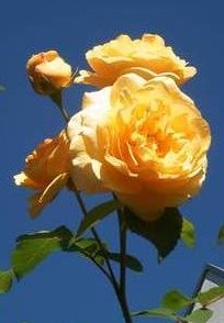 Gelbe Rose (1)