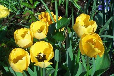 Gelbe Tulpen.jpg