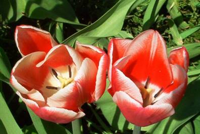 Rot-weie Tulpen (2).jpg