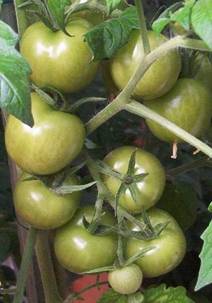 Tomatenfrchte (2).jpg