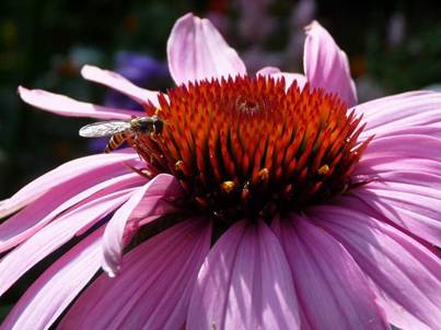 Echinacea (8).jpg
