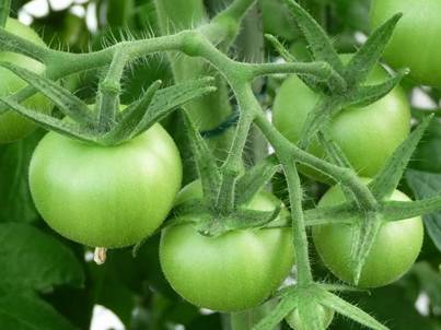 Tomaten (6).jpg