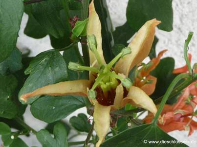 Passiflora aurantia (2).jpg