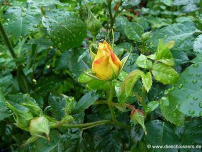 Gelbe Rose (1).jpg