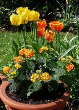 Tulpen und Wandelrschen (2).jpg