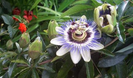 Passionsblume blau