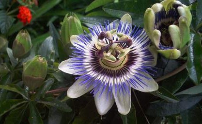 blaue Passionsblume