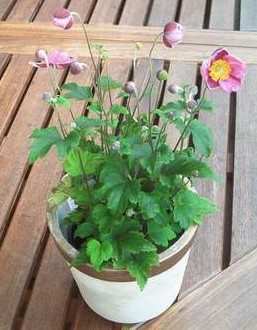 Anemone klein