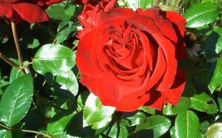 Rote Rose einzelnjpg