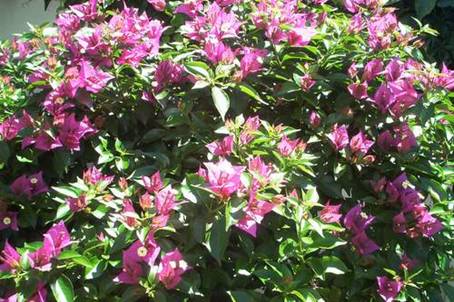 Bougainvillea