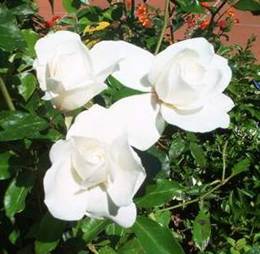 Weiße Rosen (3)