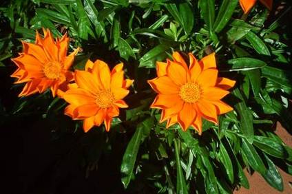 Gazanie orange (1)
