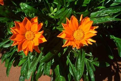 Gazanie orange (2)
