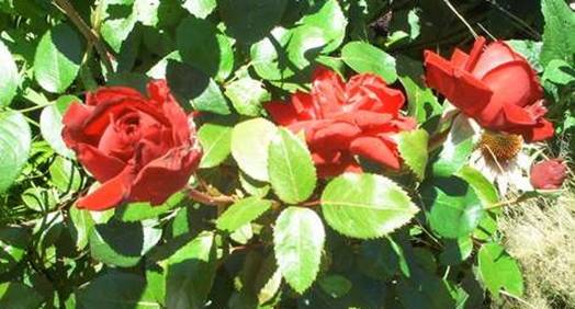 Rote Rosen