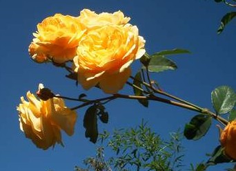 Gelbe Rose (3)
