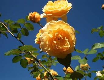 Gelbe Rose (2)