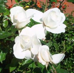 Weiße Rosen (1)