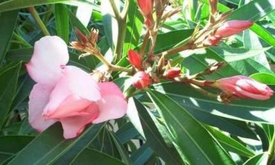 Oleander rosa