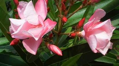 Rosa Oleander (2)
