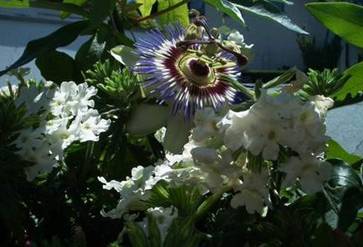 Passionsblume mit weien Verbenen