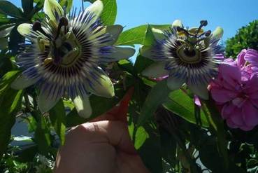 Passionsblumen