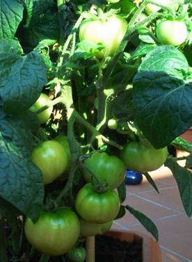 Tomaten (1)