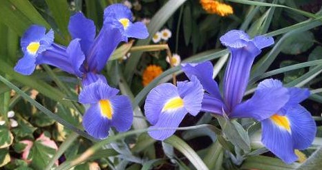 blaue Iris (2)