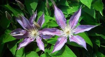 Clematis lila (2)