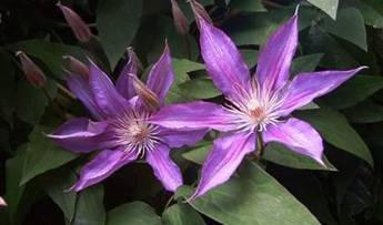 Clematis lila