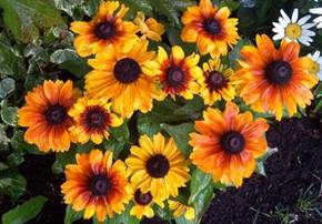 Rudbeckia