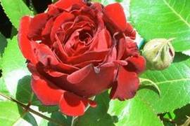 Rote Rose