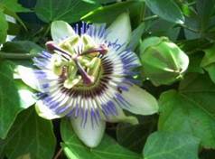 Passionsblume mit Knospe