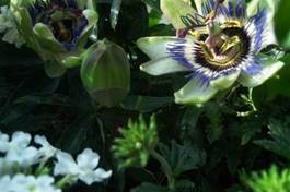 Passionsblume offen