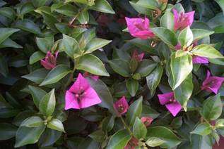 Bougainvillea