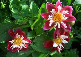 Dahlien