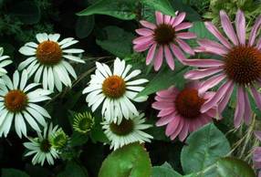 Echinacea