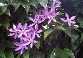 Clematis