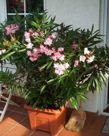 Oleander im Topf