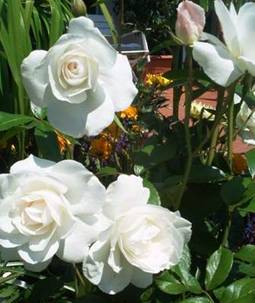 Weiße Rosen aus der Nähe
