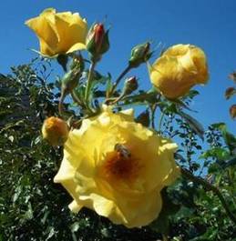Gelbe Rose kleiner