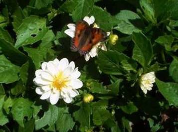 Weiße Dahlie mit Schmetterling (2)