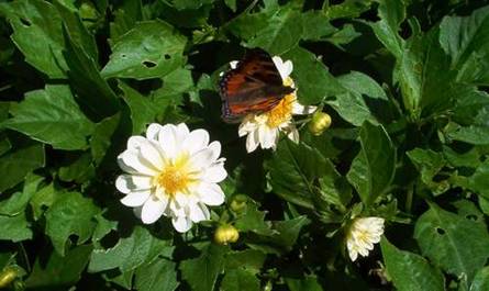Weiße Dahlie mit Schmetterling (3)