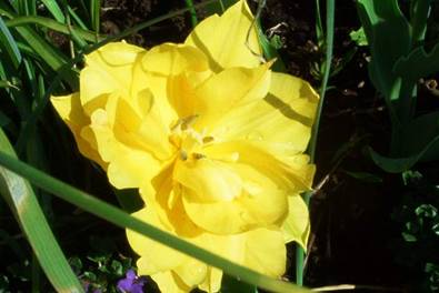Gelbe Tulpe (3).jpg