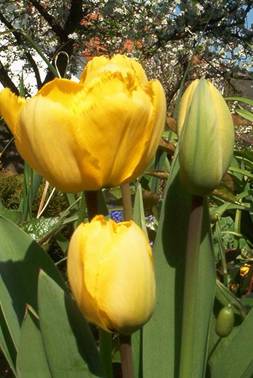 Gelbe Tulpen.jpg