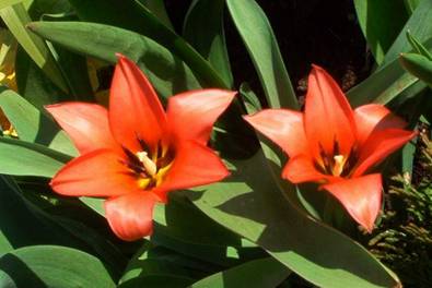 Rote Tulpen (1).jpg