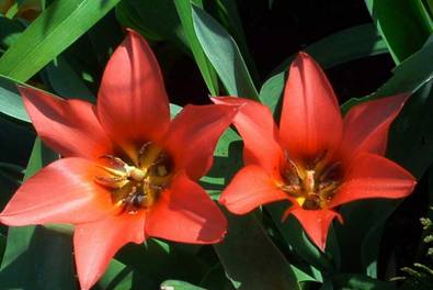 Rotes Tulpenpaar.jpg