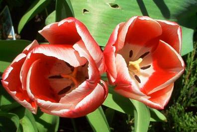 Rot-weiße Tulpen (3).jpg