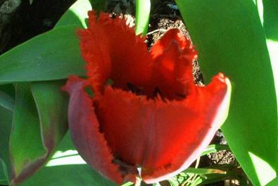 Rote Tulpe.jpg