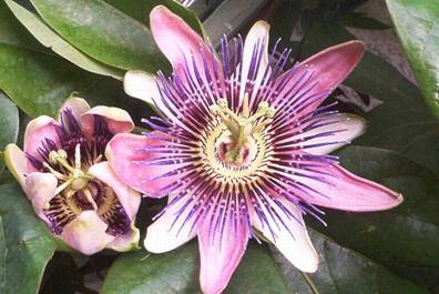 Passiflora x belotti (2).jpg