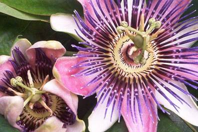 Passiflora x belotti (3).jpg